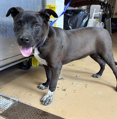TWINKLE - Pit Bull Terrier available for adoption