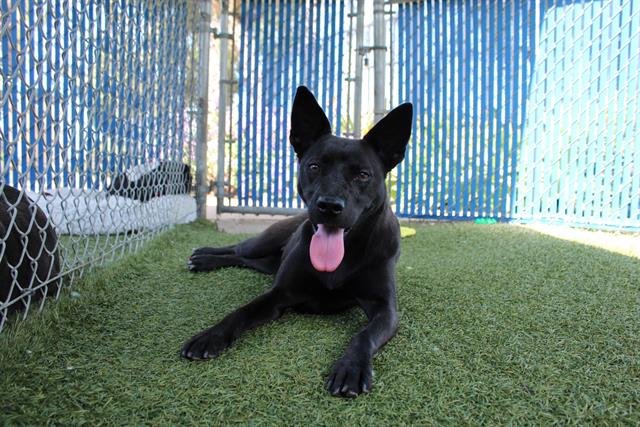 AMELIA - Labrador Retriever available for adoption