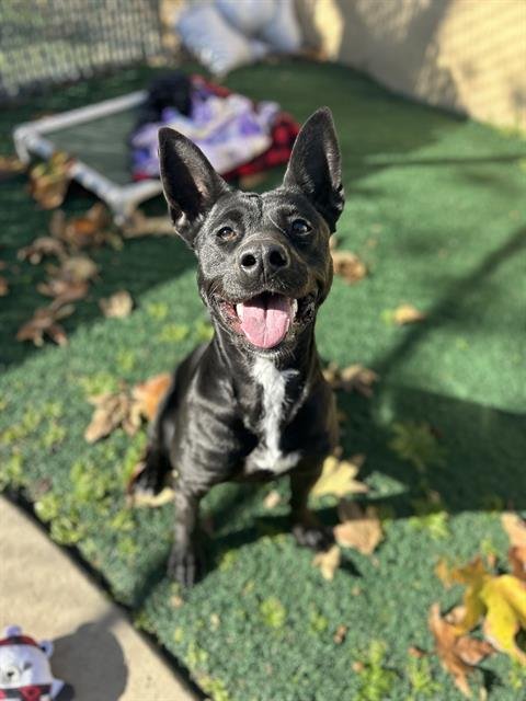 HONEY - Labrador Retriever available for adoption