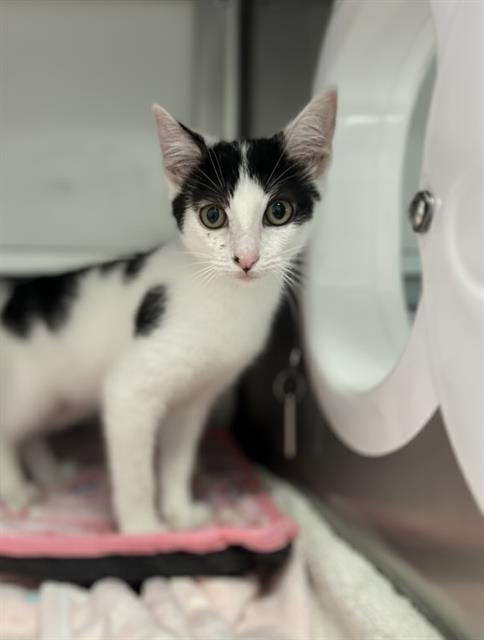 A268749 - Domestic Short Hair available for adoption