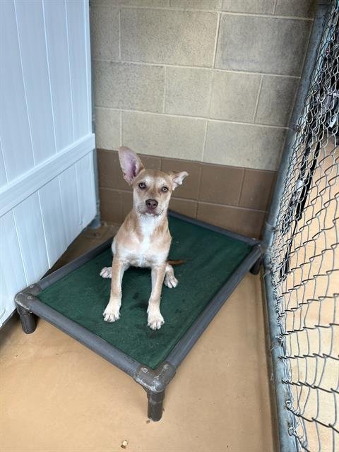 BLOSSOM - Terrier available for adoption