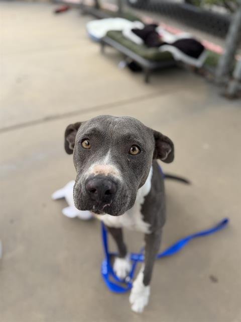 BLUE - Pit Bull Terrier available for adoption