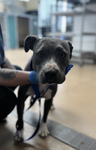 BLUE - Pit Bull Terrier available for adoption