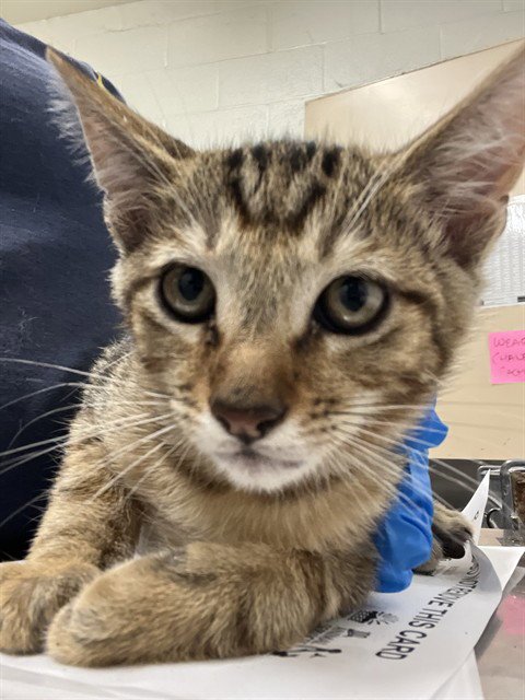 A274254 - Domestic Short Hair available for adoption