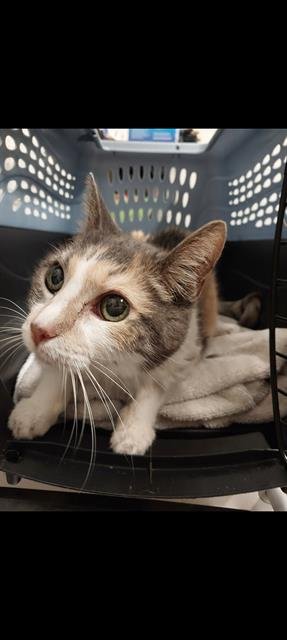 CALIE - Domestic Short Hair available for adoption