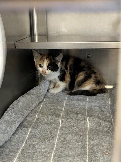 A268705 - Domestic Short Hair available for adoption