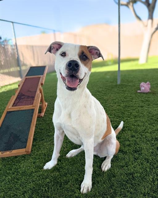 BOOGIE - Pit Bull Terrier available for adoption