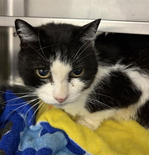 BABY - Domestic Short Hair available for adoption