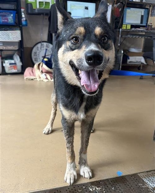 A273511 - Australian Cattle Dog/Blue Heeler / Siberian Husky available for adoption
