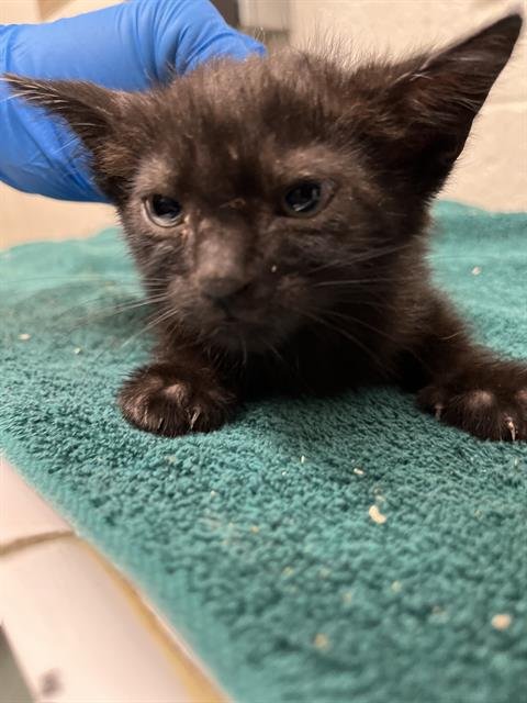 A273851 - Domestic Short Hair available for adoption