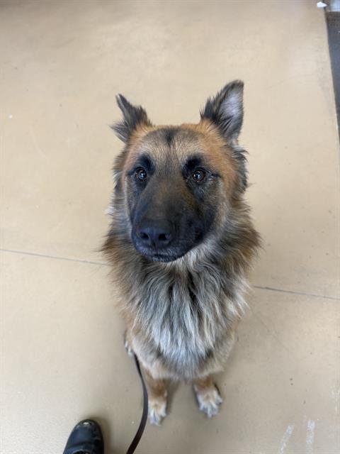 REESE'S CUP - German Shepherd Dog available for adoption