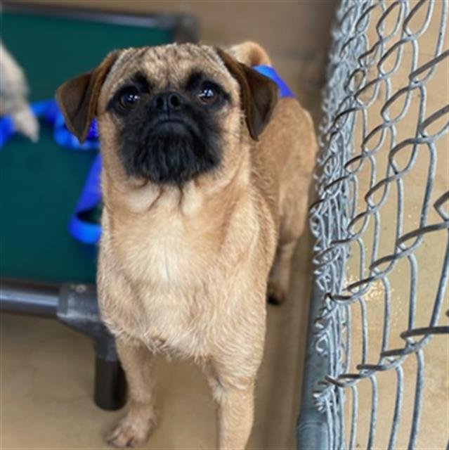 NUNU - Pug available for adoption