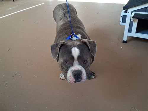 FERDINAND - Bulldog available for adoption