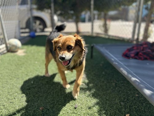 PHAROAH - Terrier available for adoption