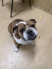 DAISY - Photo 1