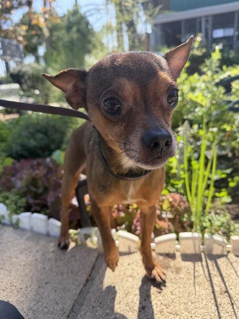 FRANKLIN - Chihuahua available for adoption