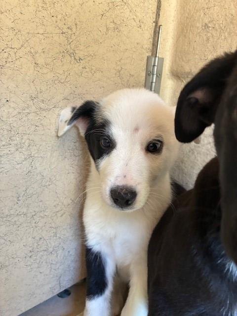 PAGE - Australian Shepherd available for adoption