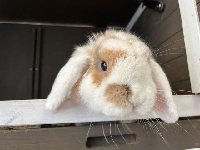 LEIGON - Holland Lop available for adoption