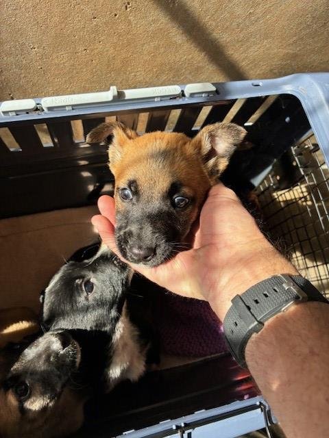 A269995 - German Shepherd Dog available for adoption