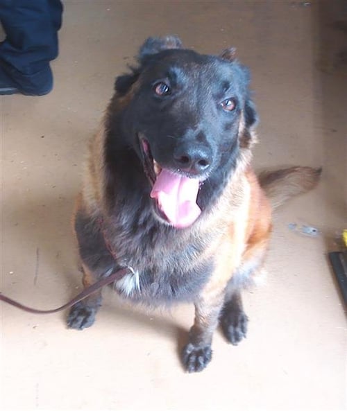 A274307 - Belgian Shepherd Malinois available for adoption