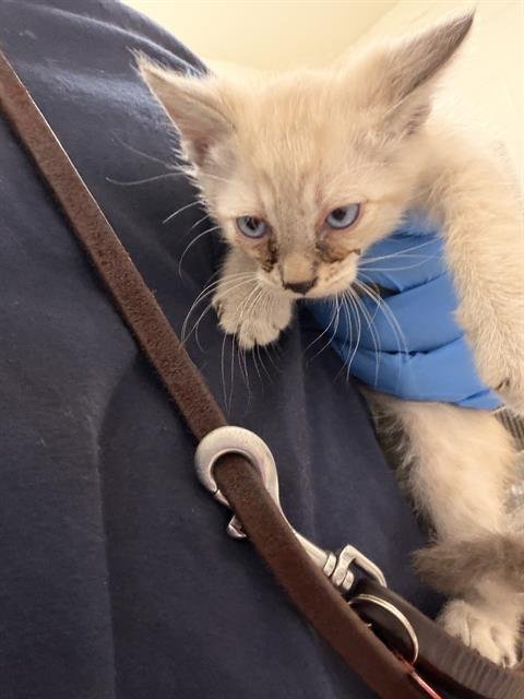 A273715 - Siamese available for adoption