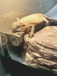 DORI-TOE - Photo 1