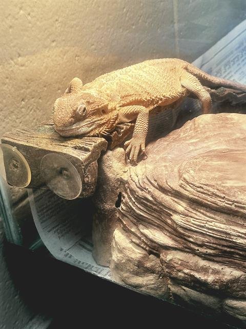 DORI-TOE - Lizard available for adoption