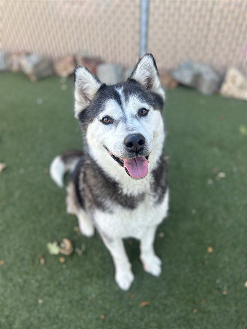 LADY LOPEZ - Siberian Husky available for adoption