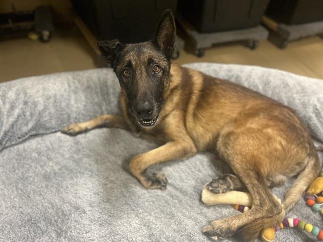 NOODLE - Belgian Shepherd Malinois available for adoption