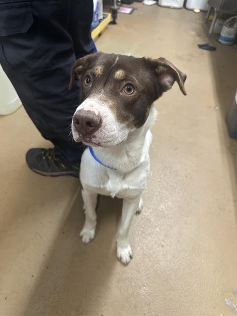SVEN - Labrador Retriever available for adoption