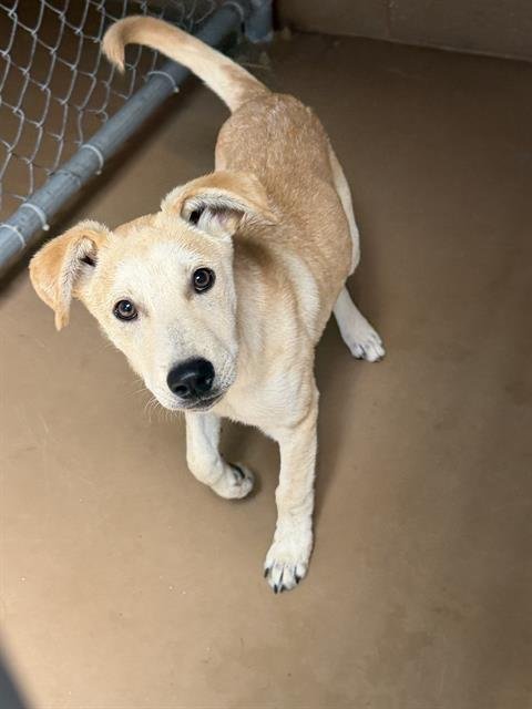 A274039 - Labrador Retriever available for adoption