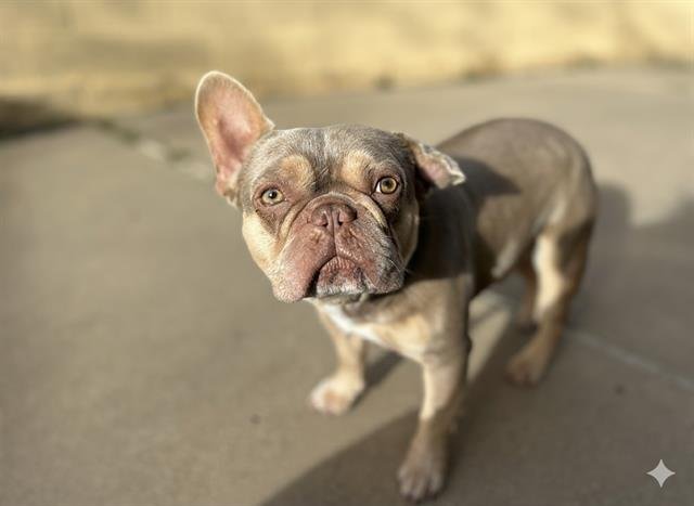 PAUL - French Bulldog available for adoption