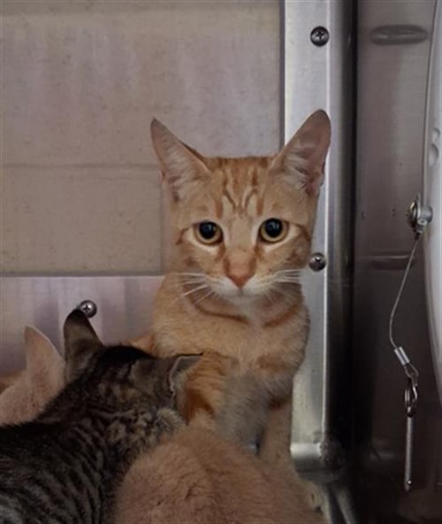 TINA - Domestic Short Hair for adoption in Chula Vista
