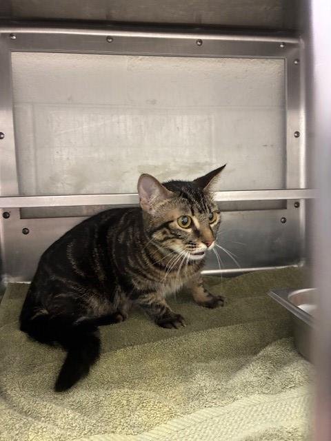 GABI - Domestic Short Hair available for adoption