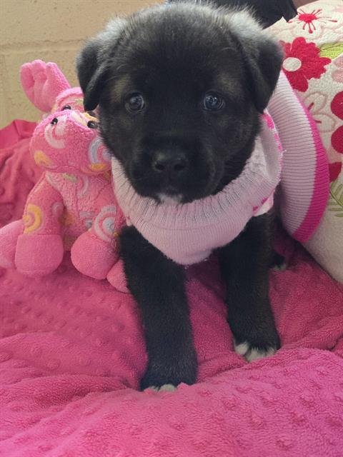 AMORA - Siberian Husky available for adoption