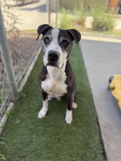 OREO - Pit Bull Terrier available for adoption