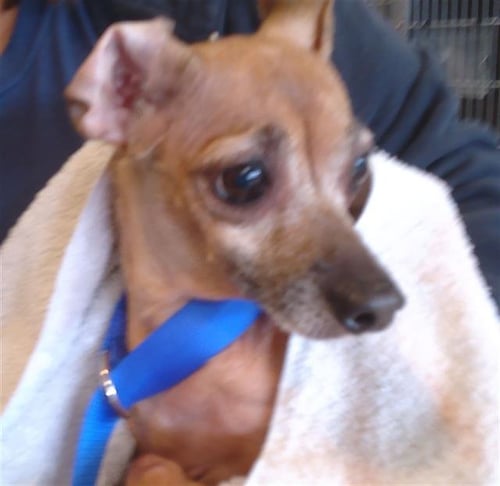 MOLLY - Chihuahua available for adoption