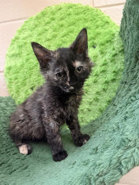 KUROMI - Domestic Short Hair available for adoption