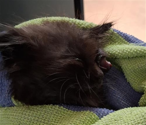BRIE - Domestic Short Hair available for adoption