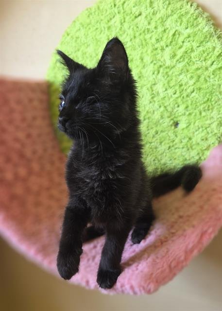 BRIE - Domestic Short Hair available for adoption