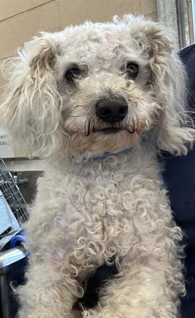 PAULO - Poodle (Miniature) available for adoption