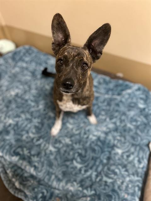 RUU - Pit Bull Terrier available for adoption