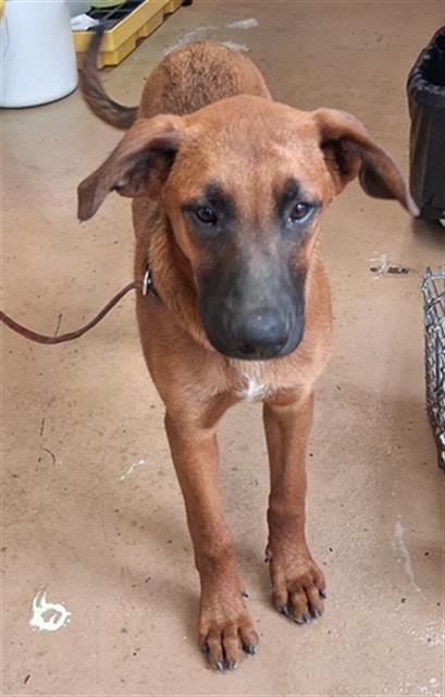 PRETTY BOI - German Shepherd Dog available for adoption