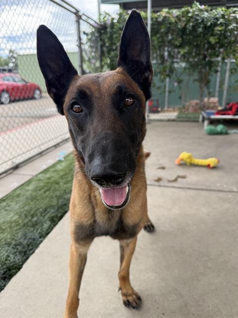G.I JOE - Belgian Shepherd Malinois available for adoption