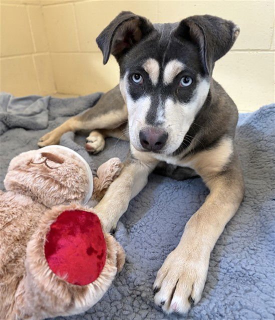 BRIOCHE - Siberian Husky available for adoption