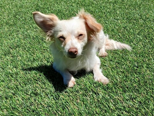 SUGAR - Chihuahua / Papillon available for adoption