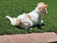 Sugar - Photo 13