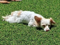 Sugar - Photo 5