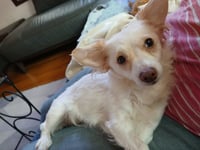 Sugar - Photo 3