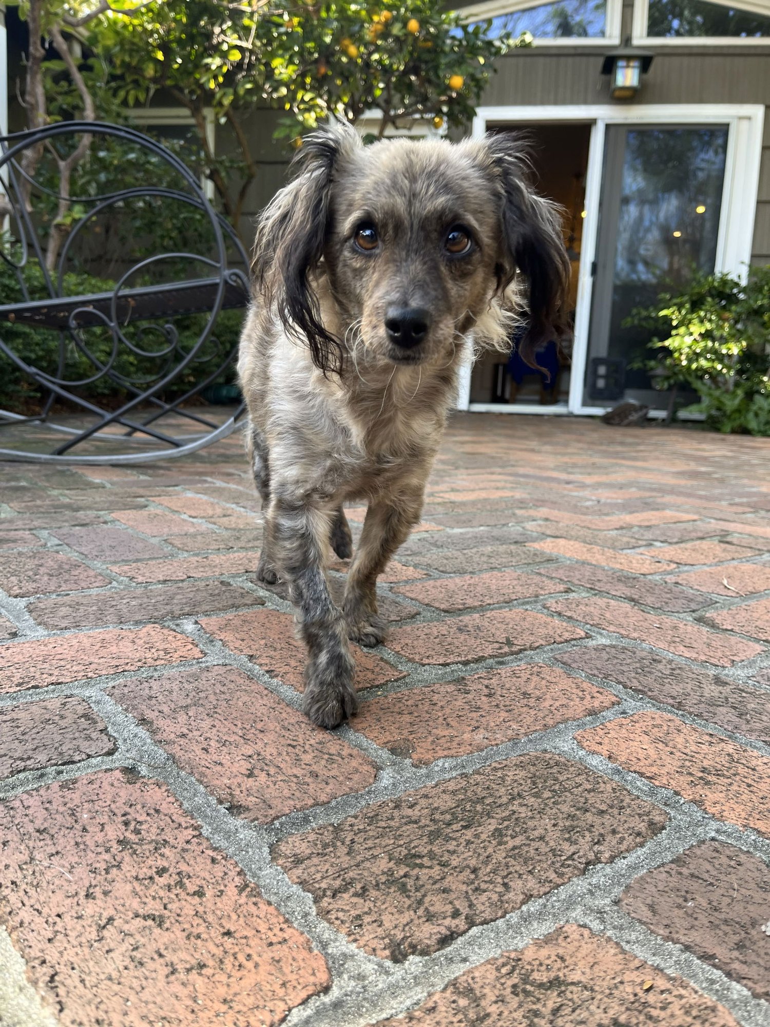 BIRDIE AND MINNIE BONDED PAIR BLIND DOGS - Chihuahua / Pomeranian available for adoption